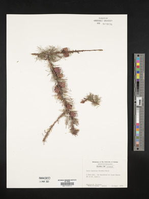 Larix laricina image