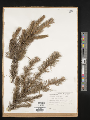 Picea abies image