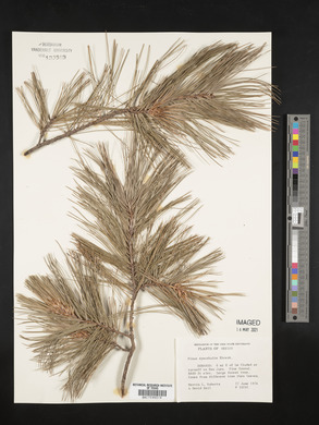 Pinus ayacahuite image
