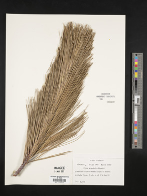 Pinus ayacahuite image