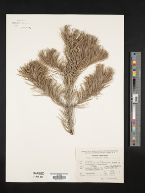 Pinus cembroides image