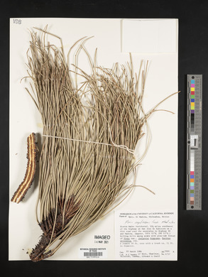 Pinus engelmannii image