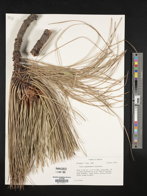 Pinus engelmannii image