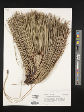 Pinus engelmannii image