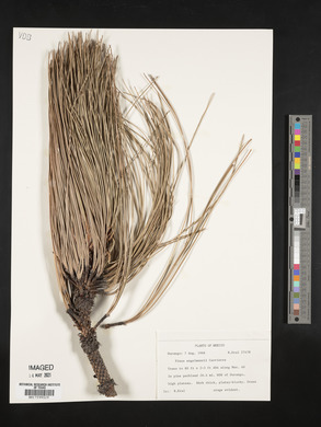 Pinus engelmannii image
