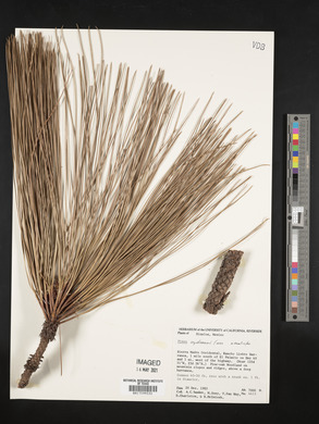 Pinus engelmannii image