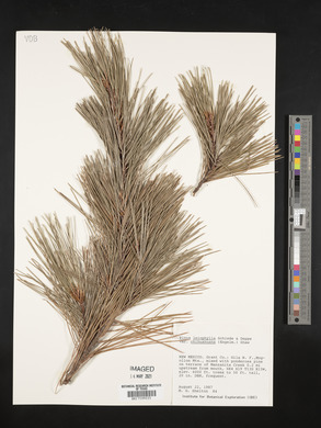 Pinus leiophylla var. chihuahuana image