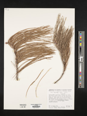 Pinus lumholtzii image