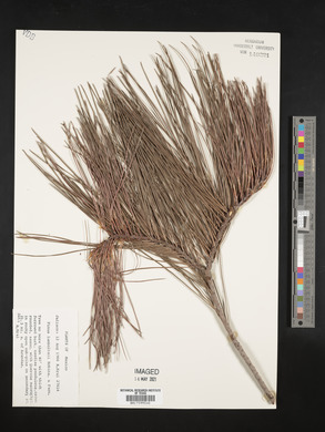 Pinus lumholtzii image