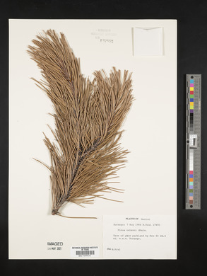 Pinus nelsonii image