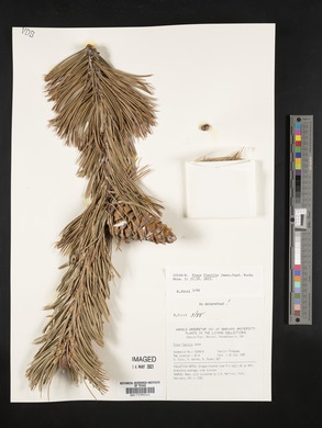 Pinus flexilis image