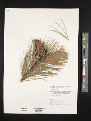 Pinus flexilis image