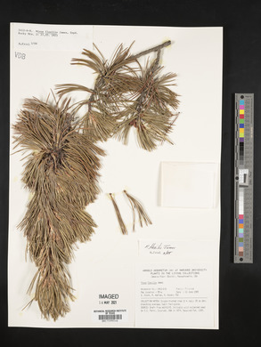 Pinus flexilis image