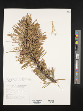 Pinus contorta var. latifolia image