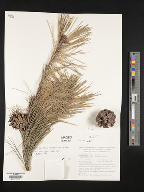 Pinus densiflora image