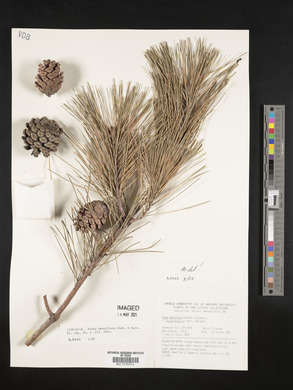 Pinus densiflora image