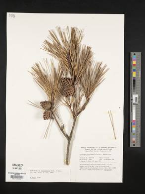 Pinus densiflora image