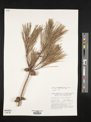 Pinus densiflora image