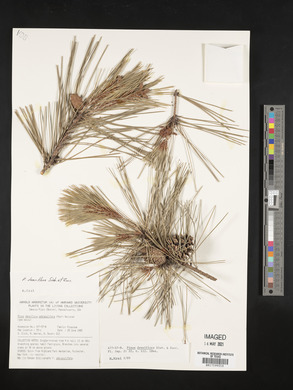 Pinus densiflora image