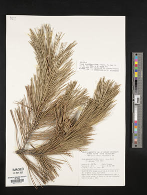 Pinus densiflora image