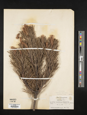 Pinus mugo image