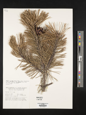 Pinus mugo image