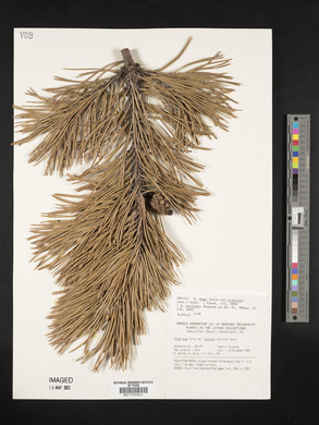 Pinus uncinata image