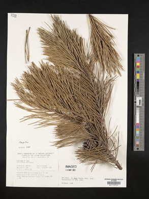 Pinus mugo image