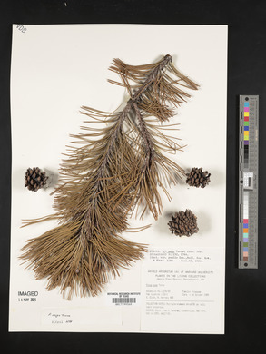 Pinus mugo image