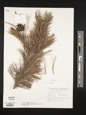 Pinus mugo image