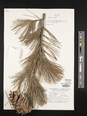 Pinus monticola image