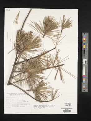 Pinus monticola image