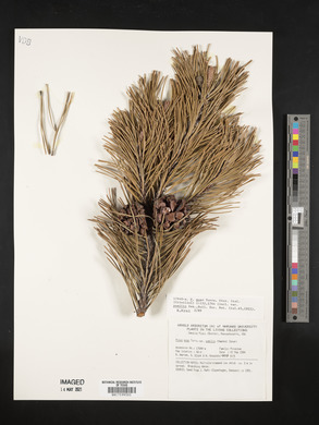 Pinus mugo image