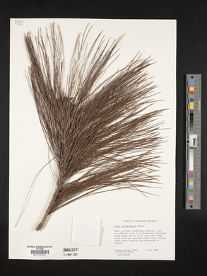 Pinus occidentalis image