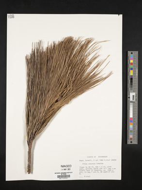 Pinus oocarpa image