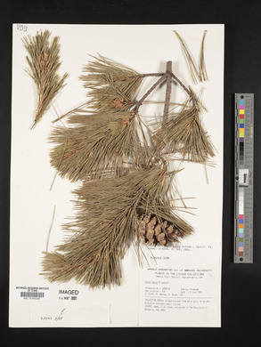 Pinus peuce image