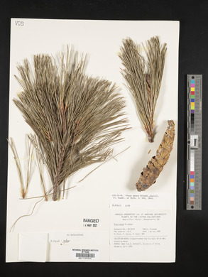 Pinus peuce image