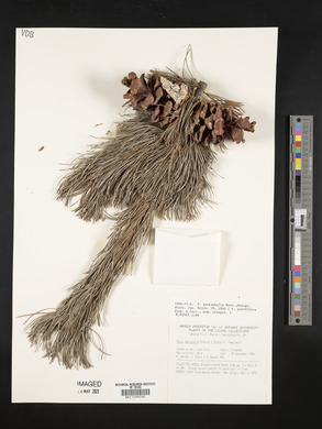 Pinus parviflora image