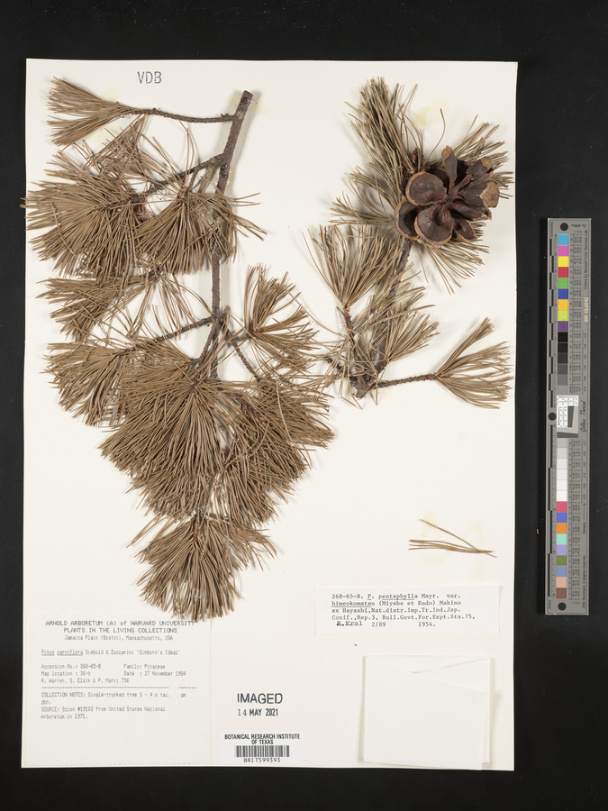Pinus pentaphylla var. himekomatsu image