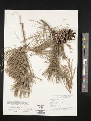 Pinus parviflora image