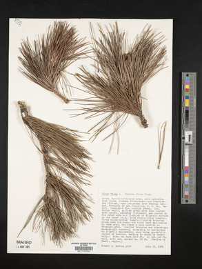 Pinus pinea image
