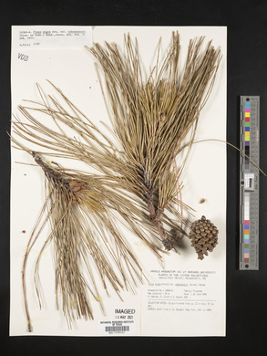 Pinus nigra image