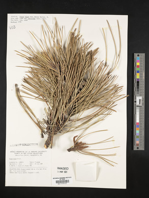 Pinus nigra image