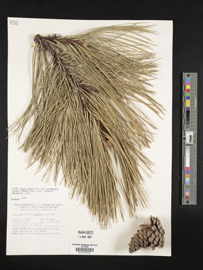 Pinus nigra image