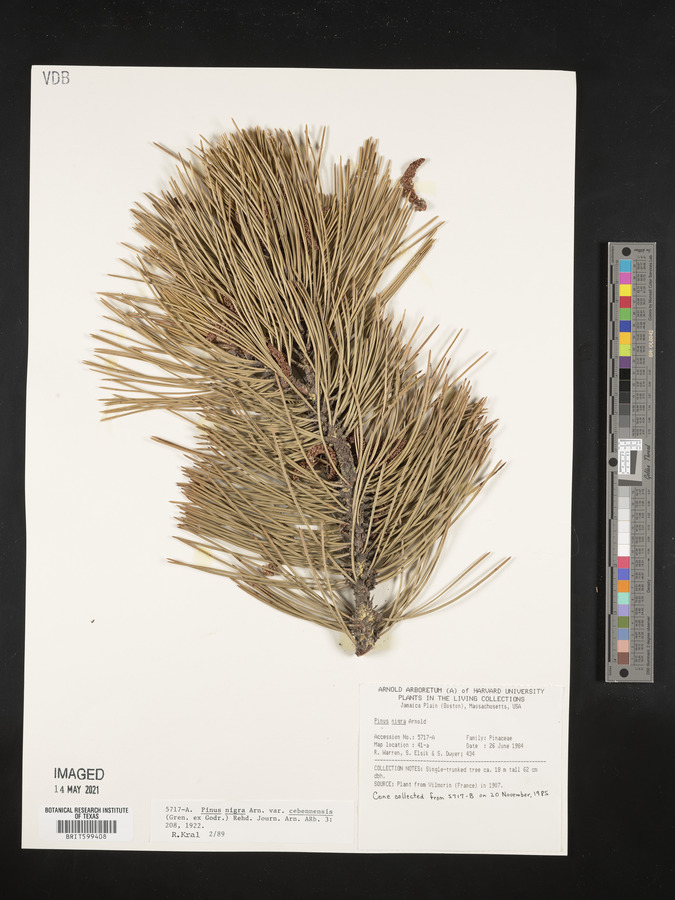 Pinus nigra subsp. salzmannii image