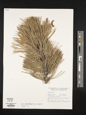 Pinus nigra image