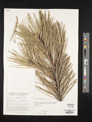 Pinus nigra image