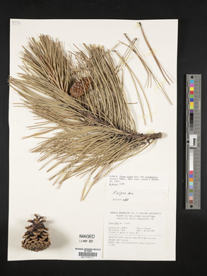 Pinus nigra image