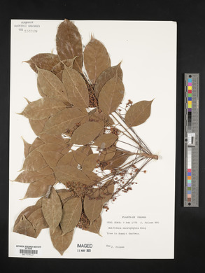 Swietenia macrophylla image