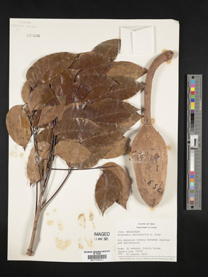 Swietenia macrophylla image